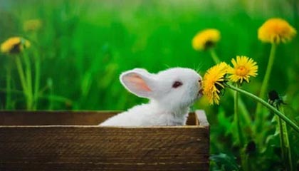 乐清最新的高价医保个人账户余额微信查询方法分享(乐清医保查询个人账户明细怎么查微信教程)